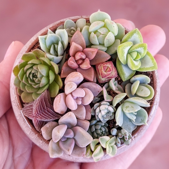 40 Succulent Plant Cuttings Various Types - Picture 3 of 15